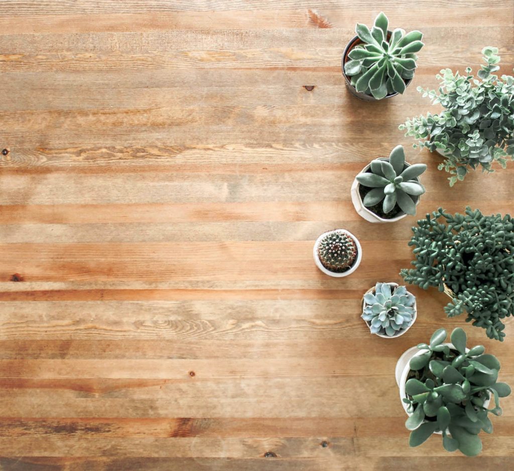 above ground photo of succulent plants on brown wooden board 1470168